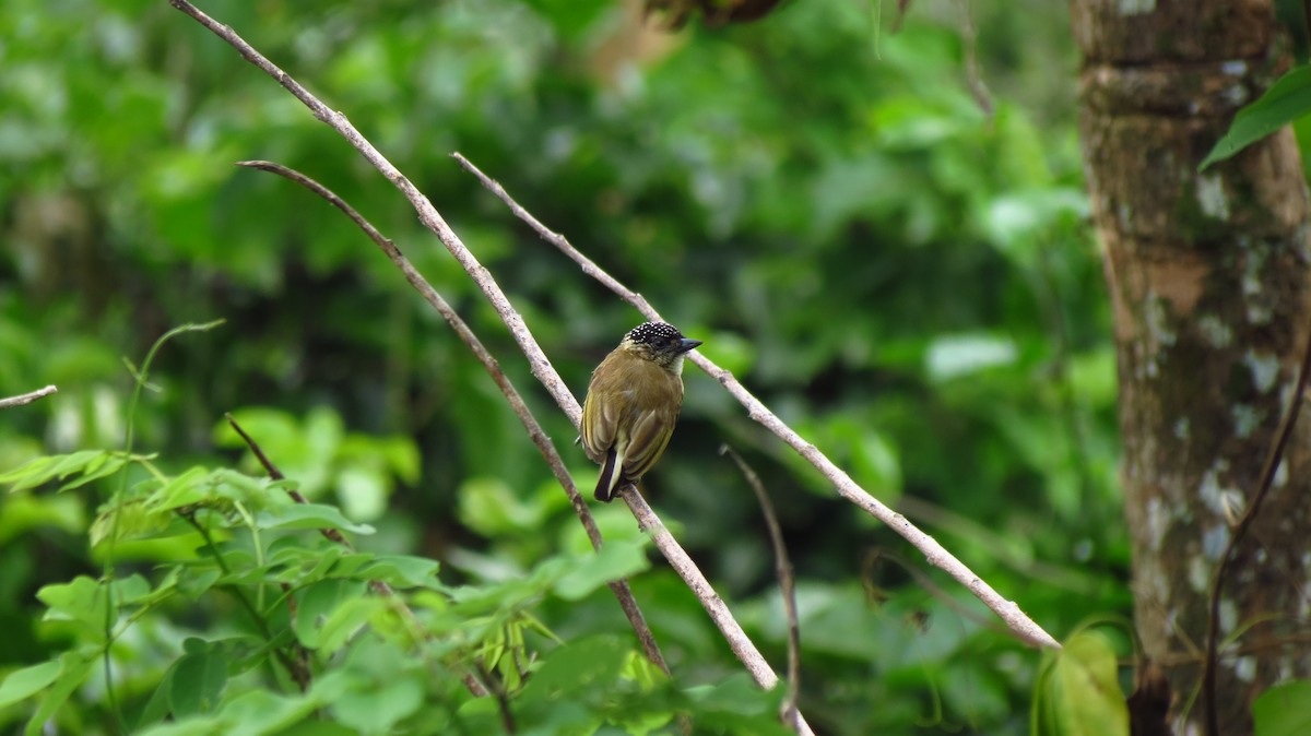 Olivaceous Piculet - ML635637501