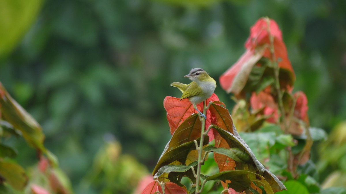 Chivi Vireo - ML635637518