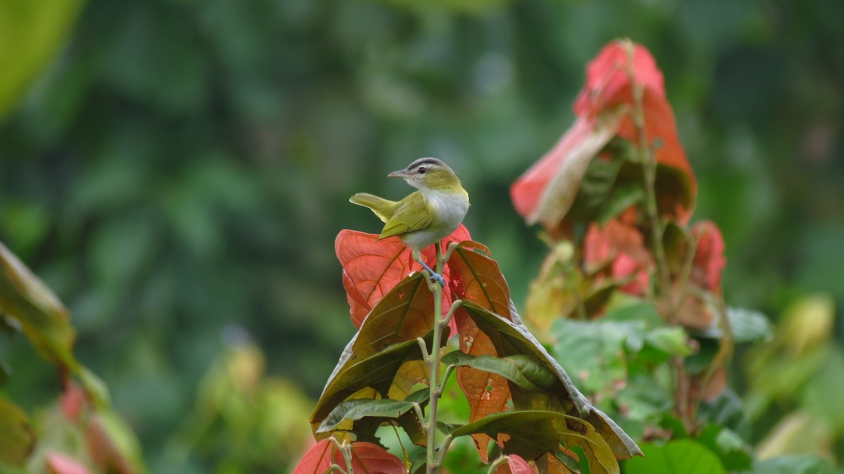 Chivi Vireo - ML635637519