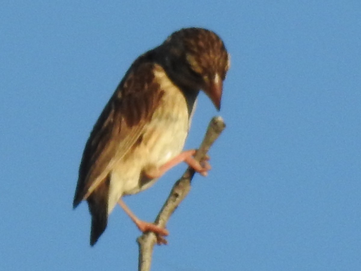 Red-billed Quelea - ML635637535