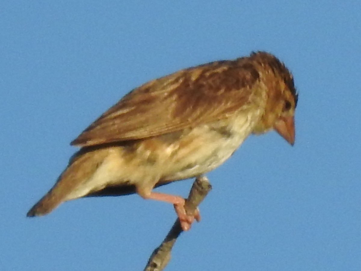 Red-billed Quelea - ML635637536