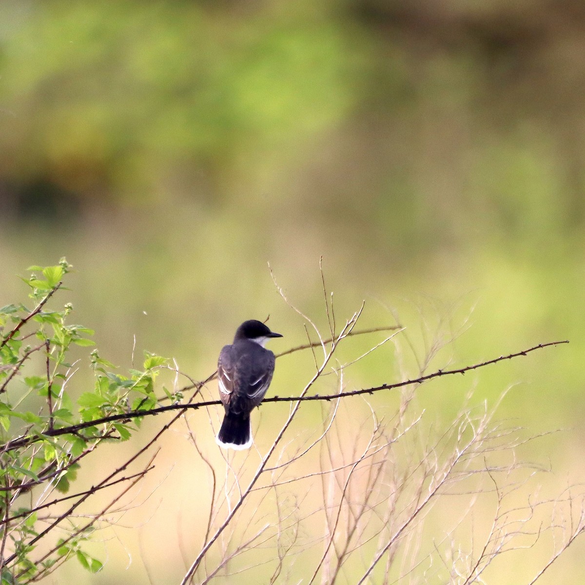 Eastern Kingbird - ML635637540