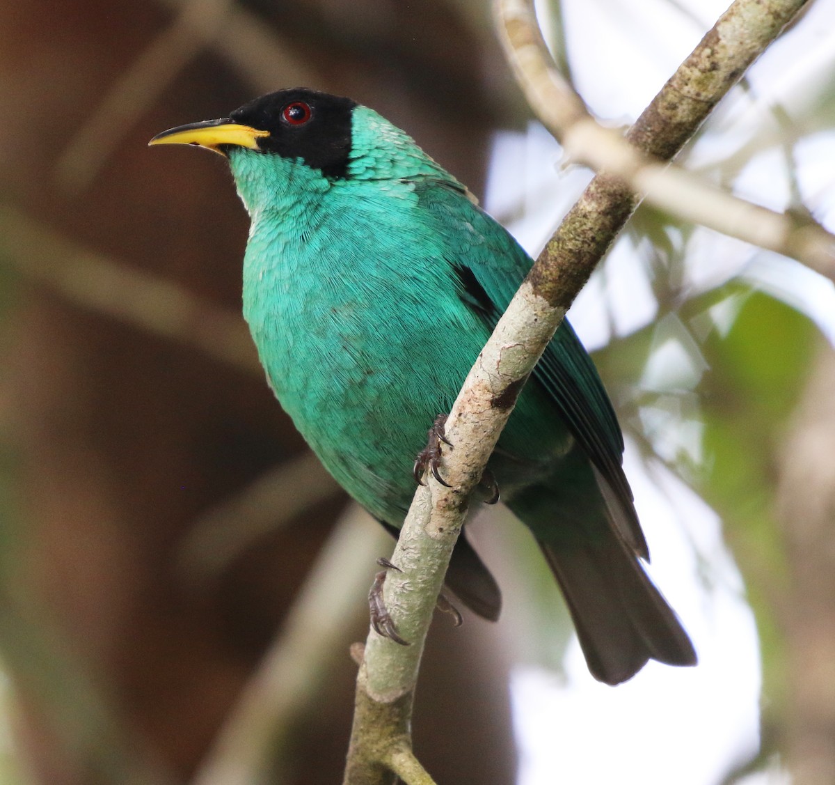 Green Honeycreeper - ML635637548