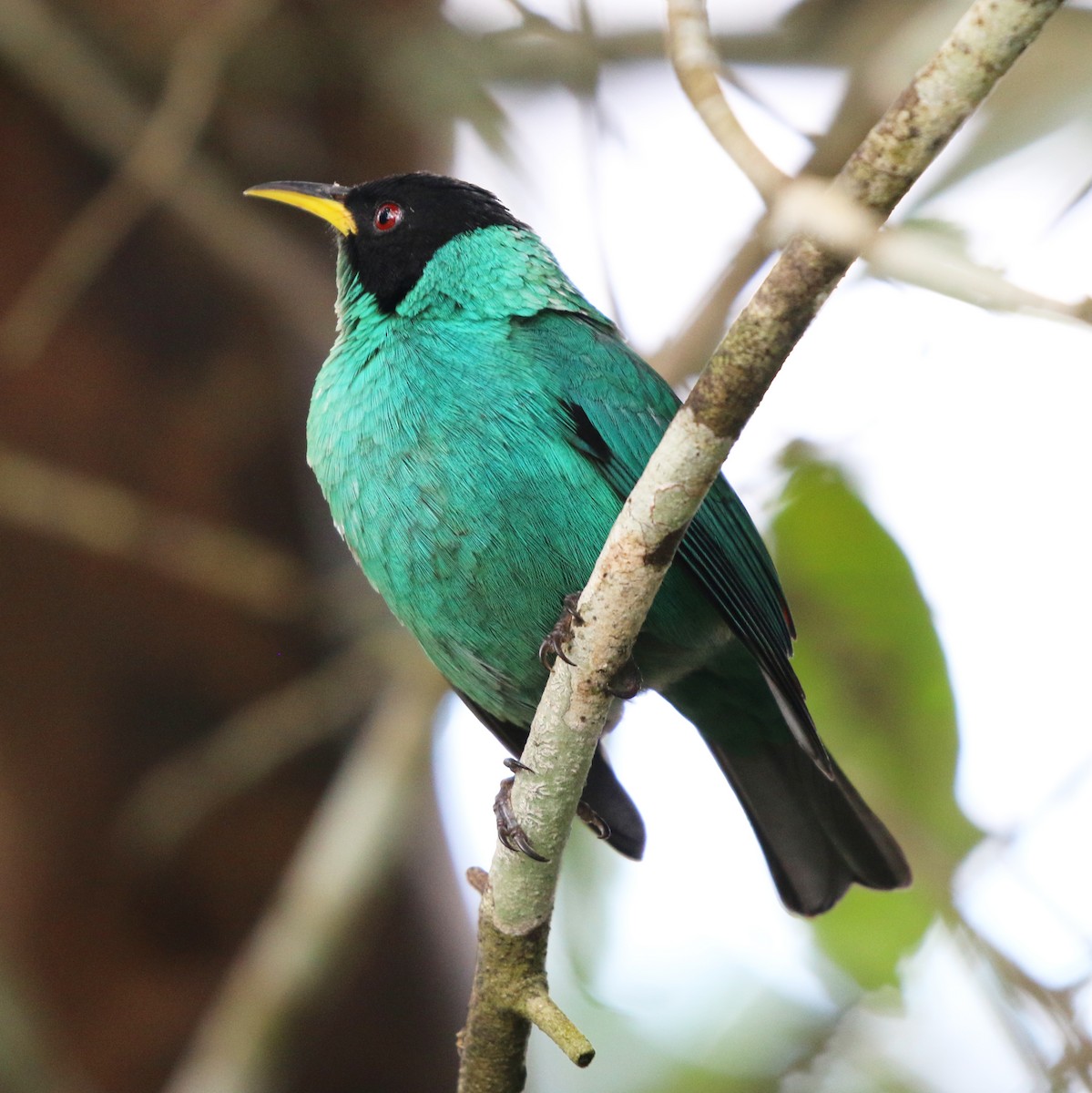 Green Honeycreeper - ML635637549