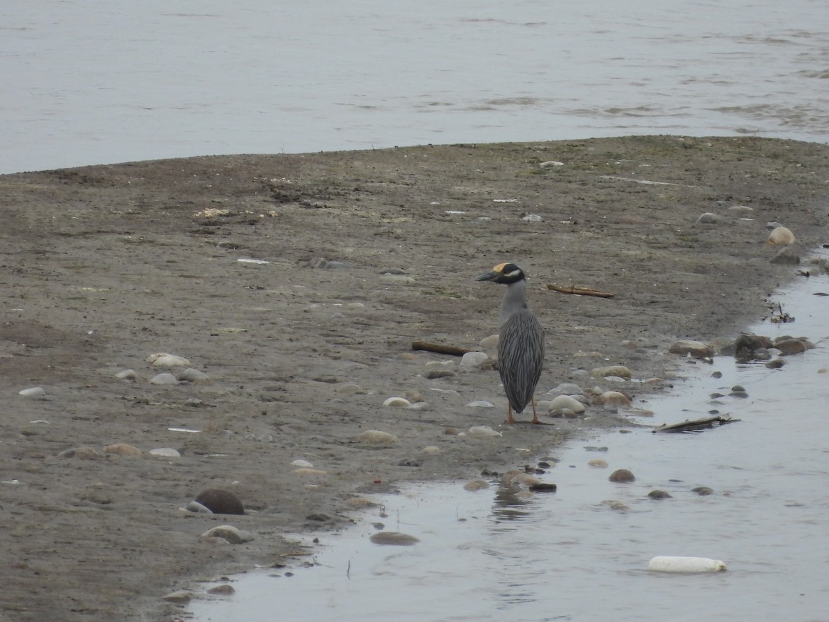 Yellow-crowned Night Heron - ML635637551