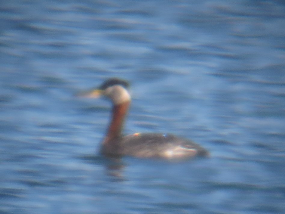 Red-necked Grebe - ML635637590