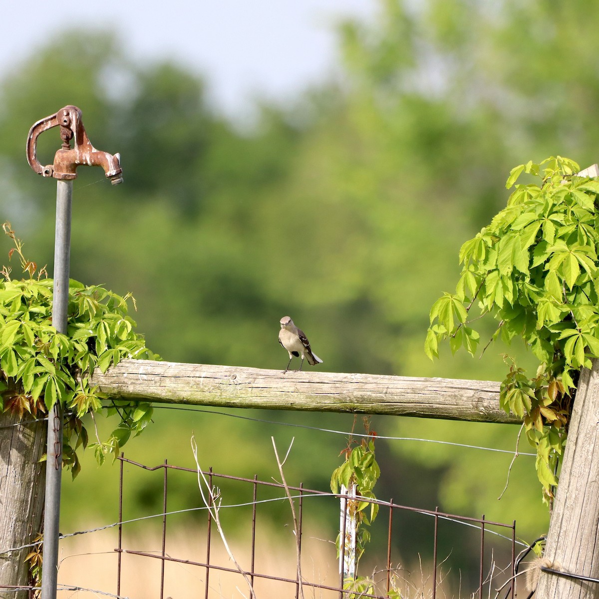 Northern Mockingbird - ML635637593
