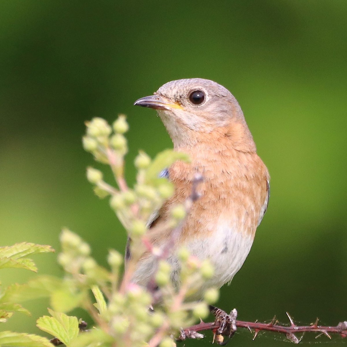 Eastern Bluebird - ML635637606