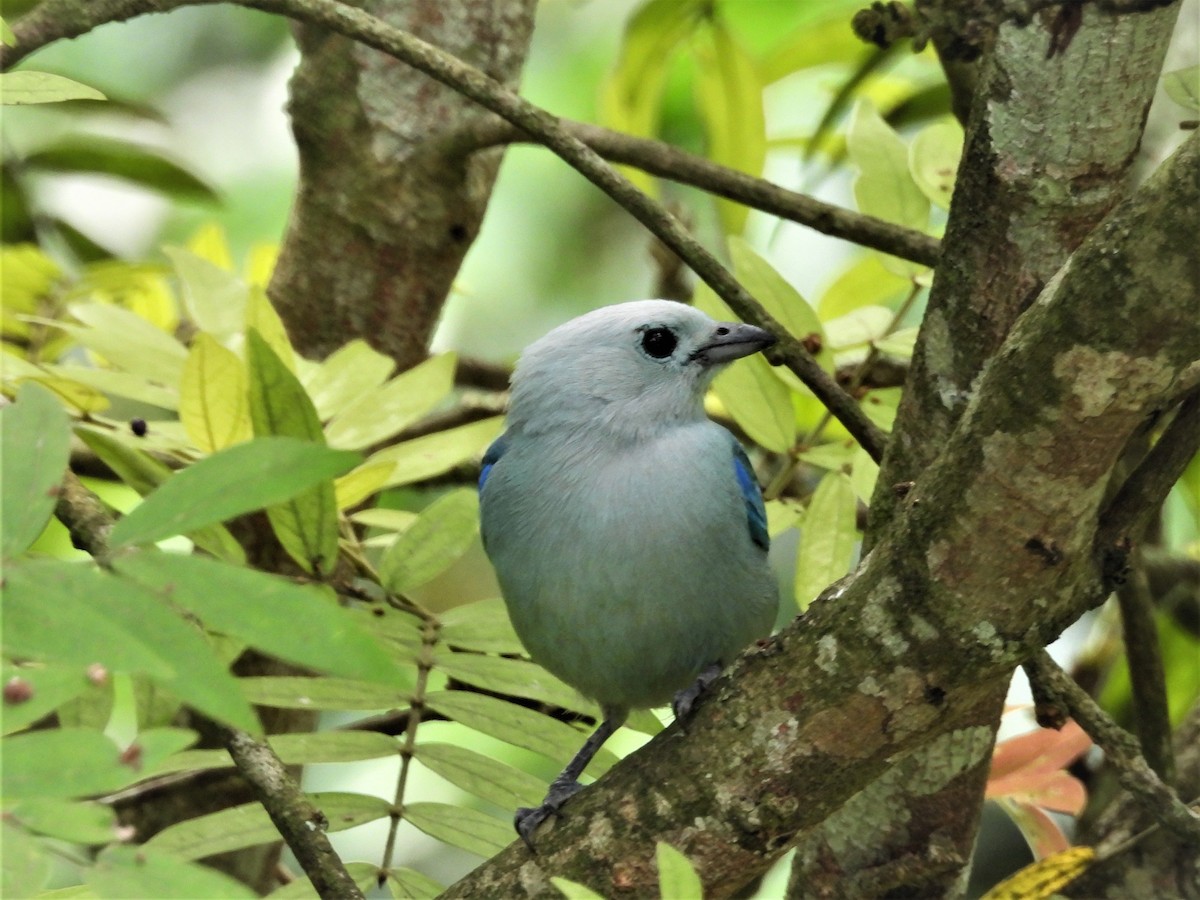 Blue-gray Tanager - ML635637608