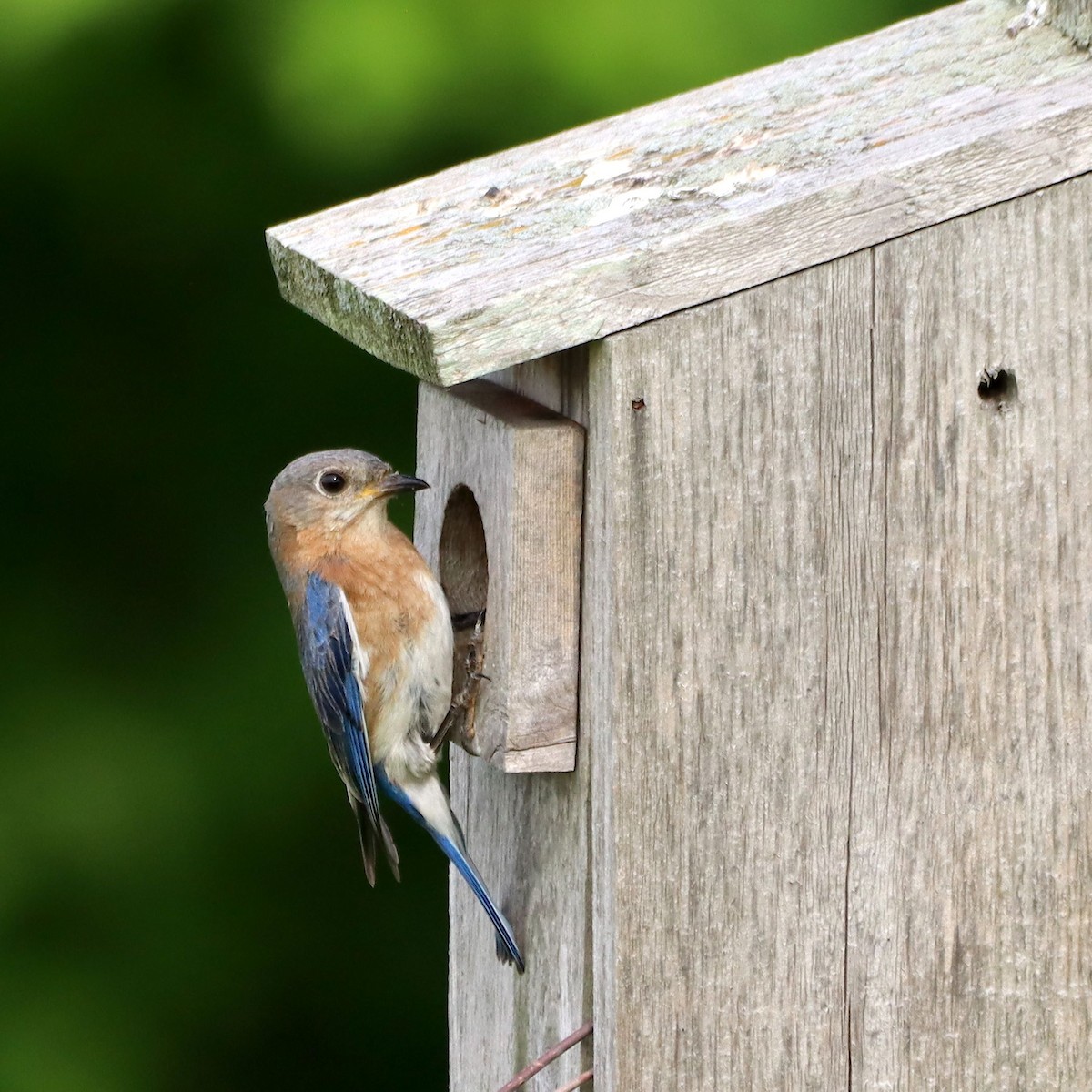 Eastern Bluebird - ML635637616