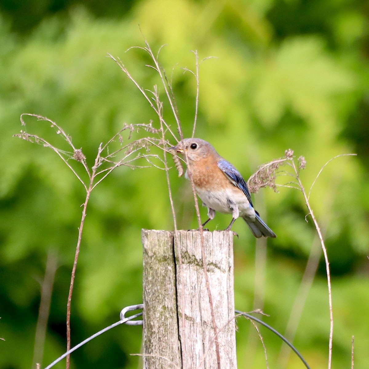 Eastern Bluebird - ML635637623