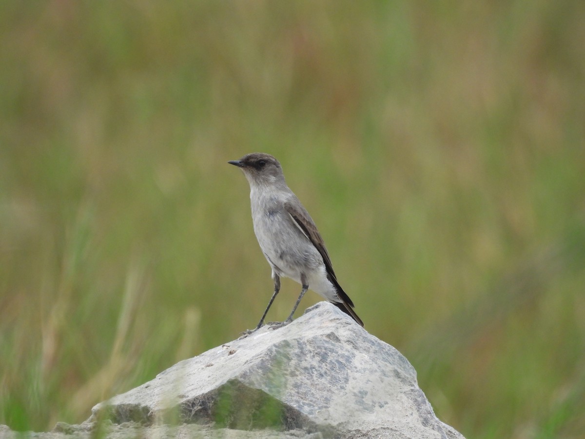 Dark-faced Ground-Tyrant - ML635637646