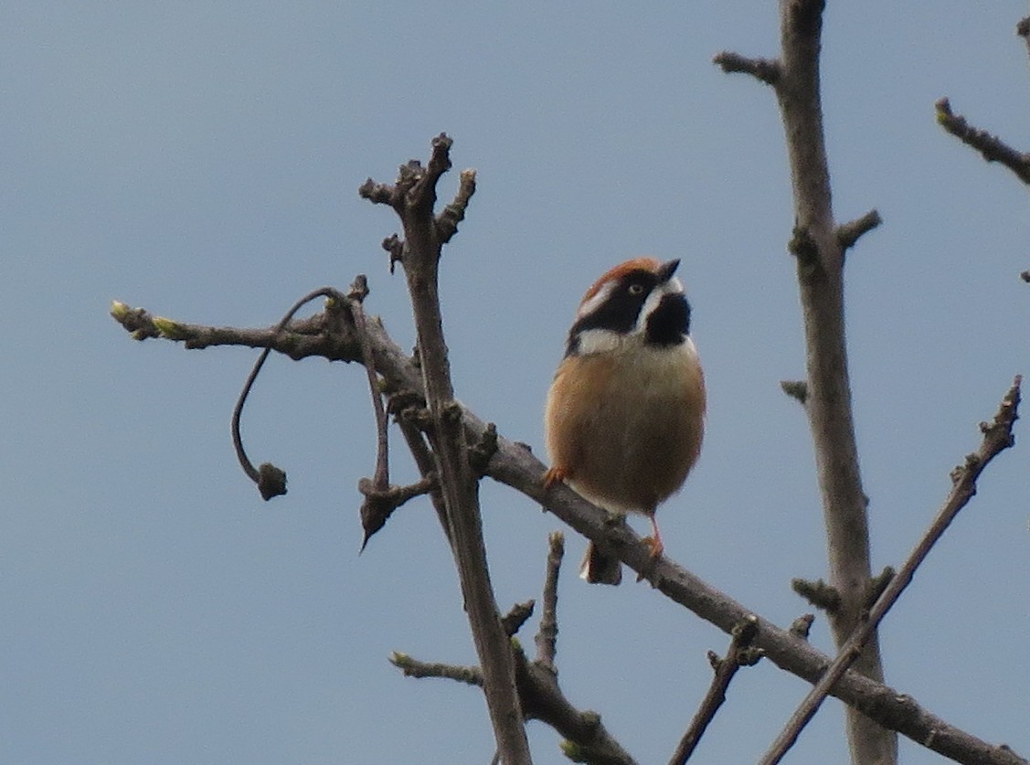 Black-throated Tit - ML635637697