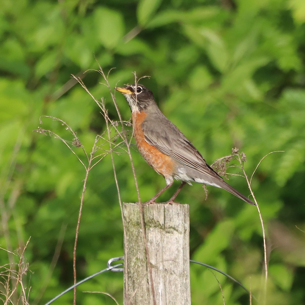 American Robin - ML635637698
