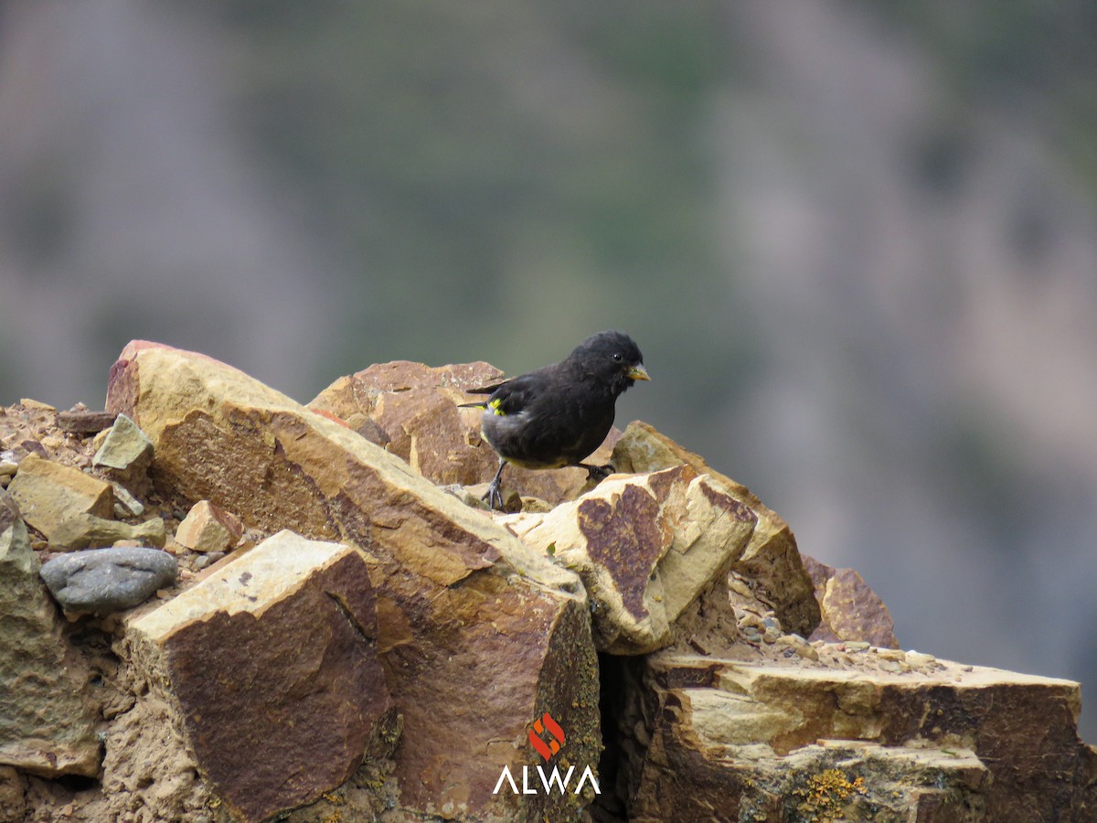 Black Siskin - ML635637707