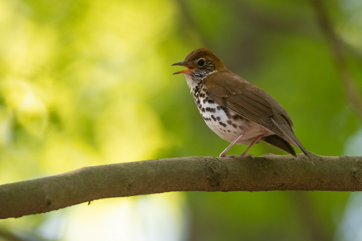 Wood Thrush - ML635637710