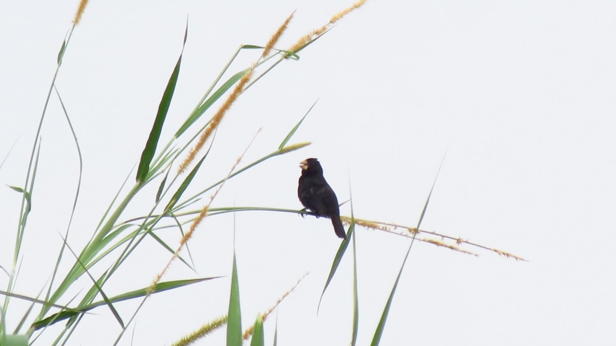 Large-billed Seed-Finch - ML635637740