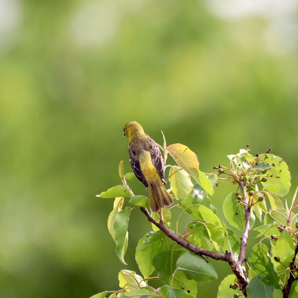 Baltimore Oriole - ML635637745
