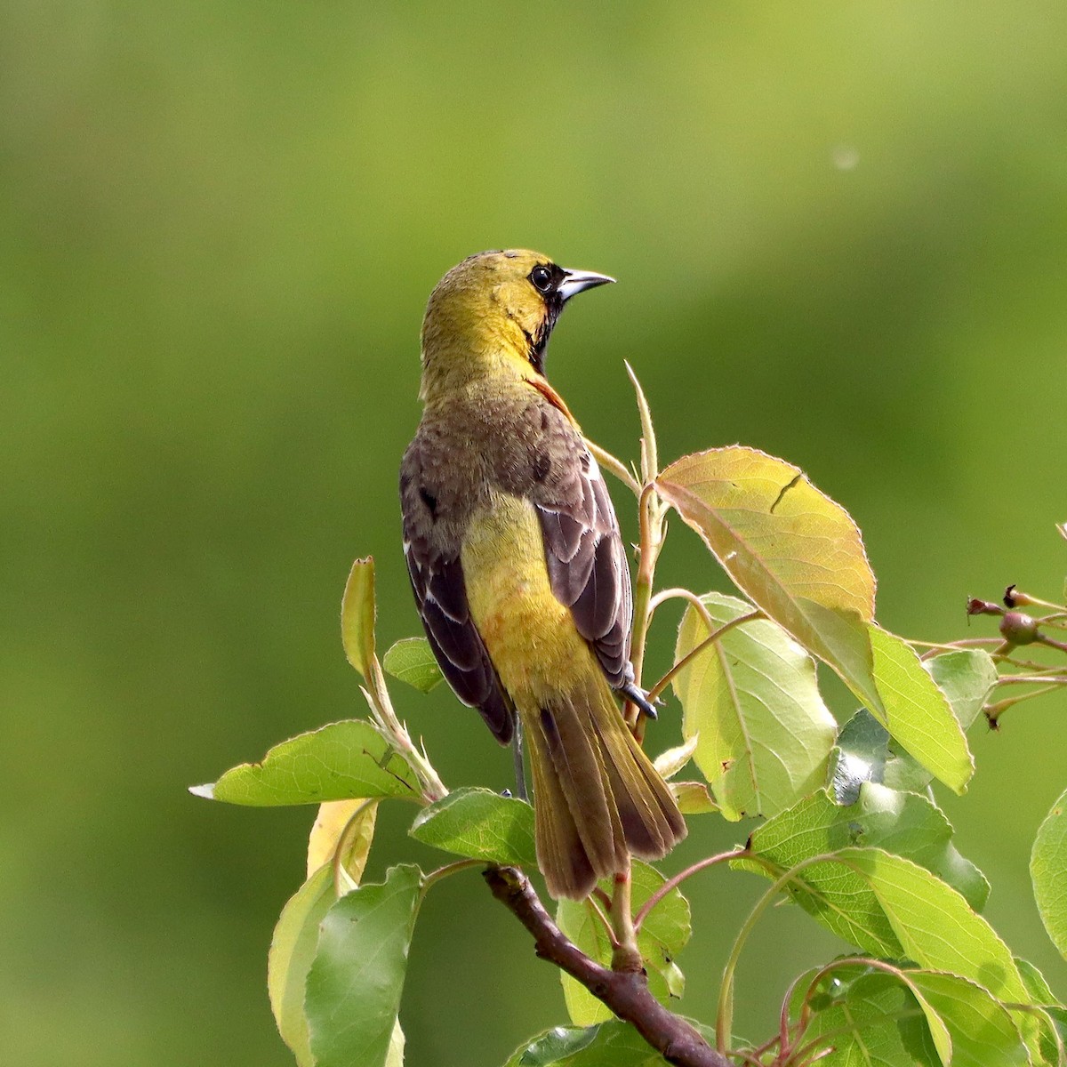 Baltimore Oriole - ML635637751