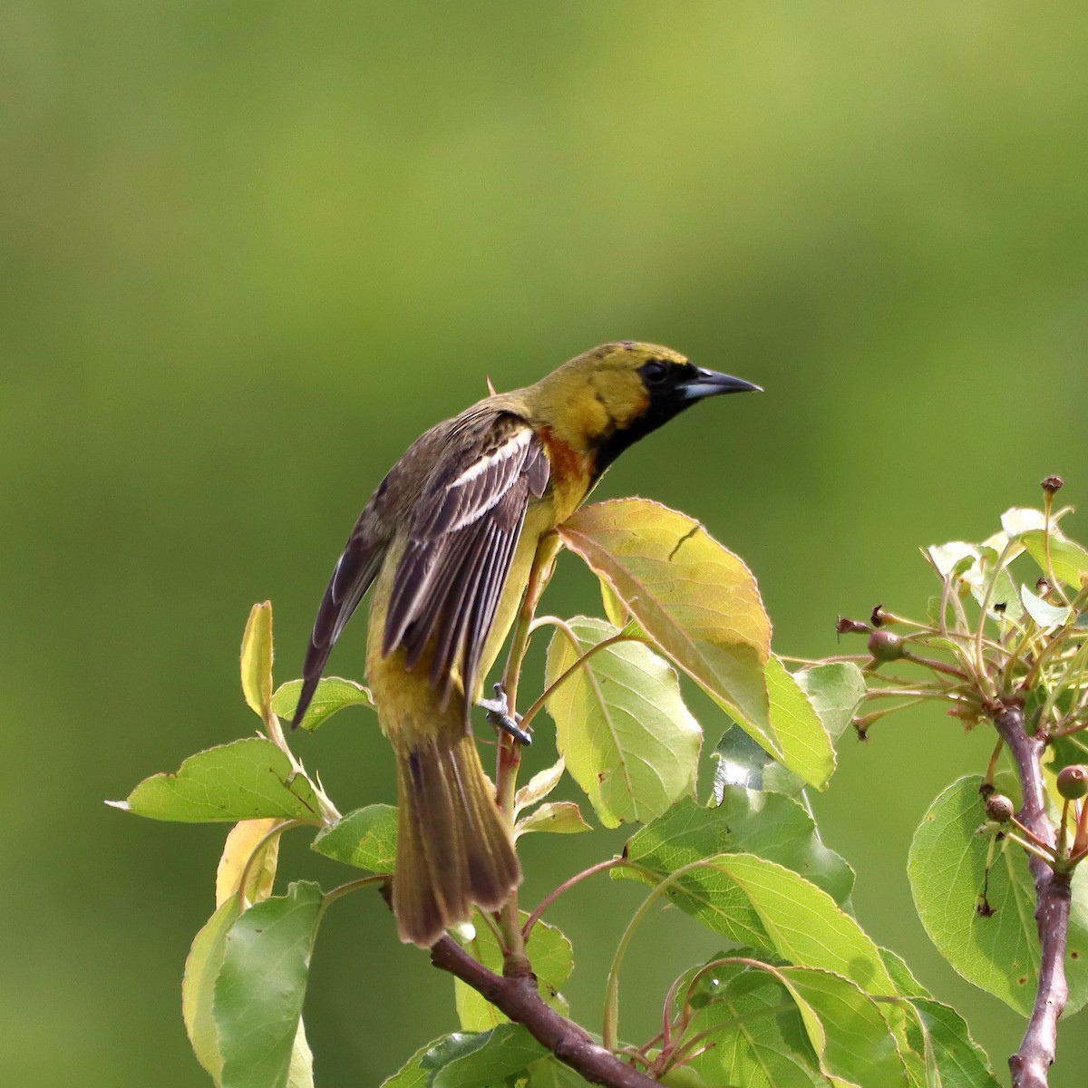 Baltimore Oriole - ML635637758