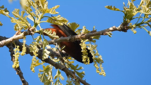 Orchard Oriole - ML635637764