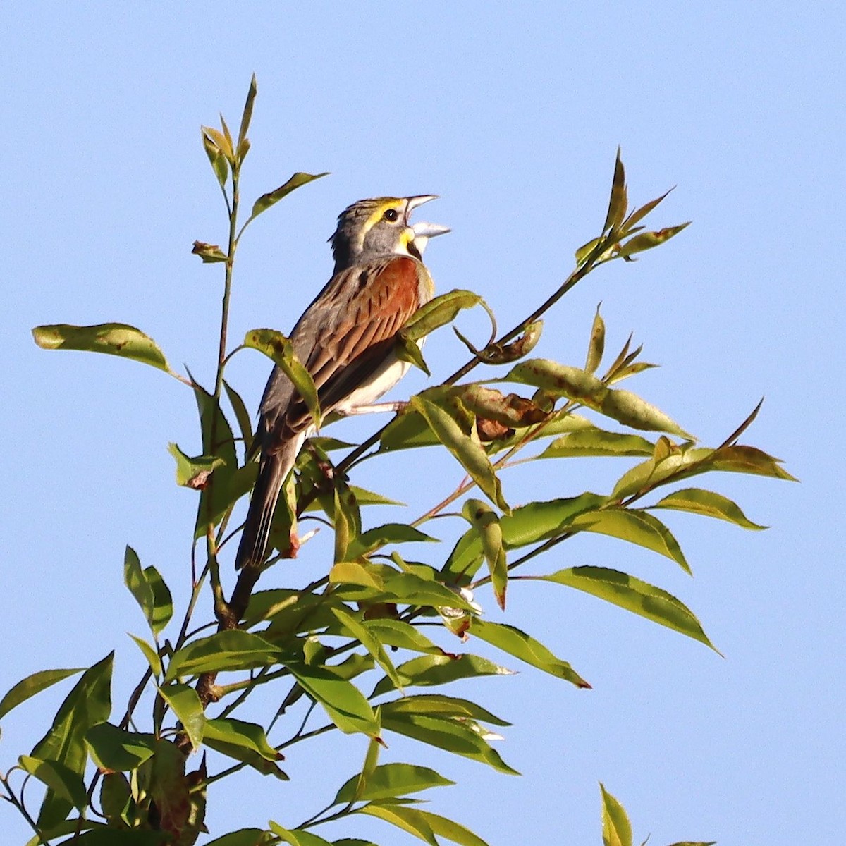 Dickcissel - ML635637842
