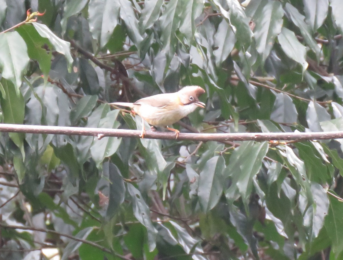Whiskered Yuhina - ML635637958