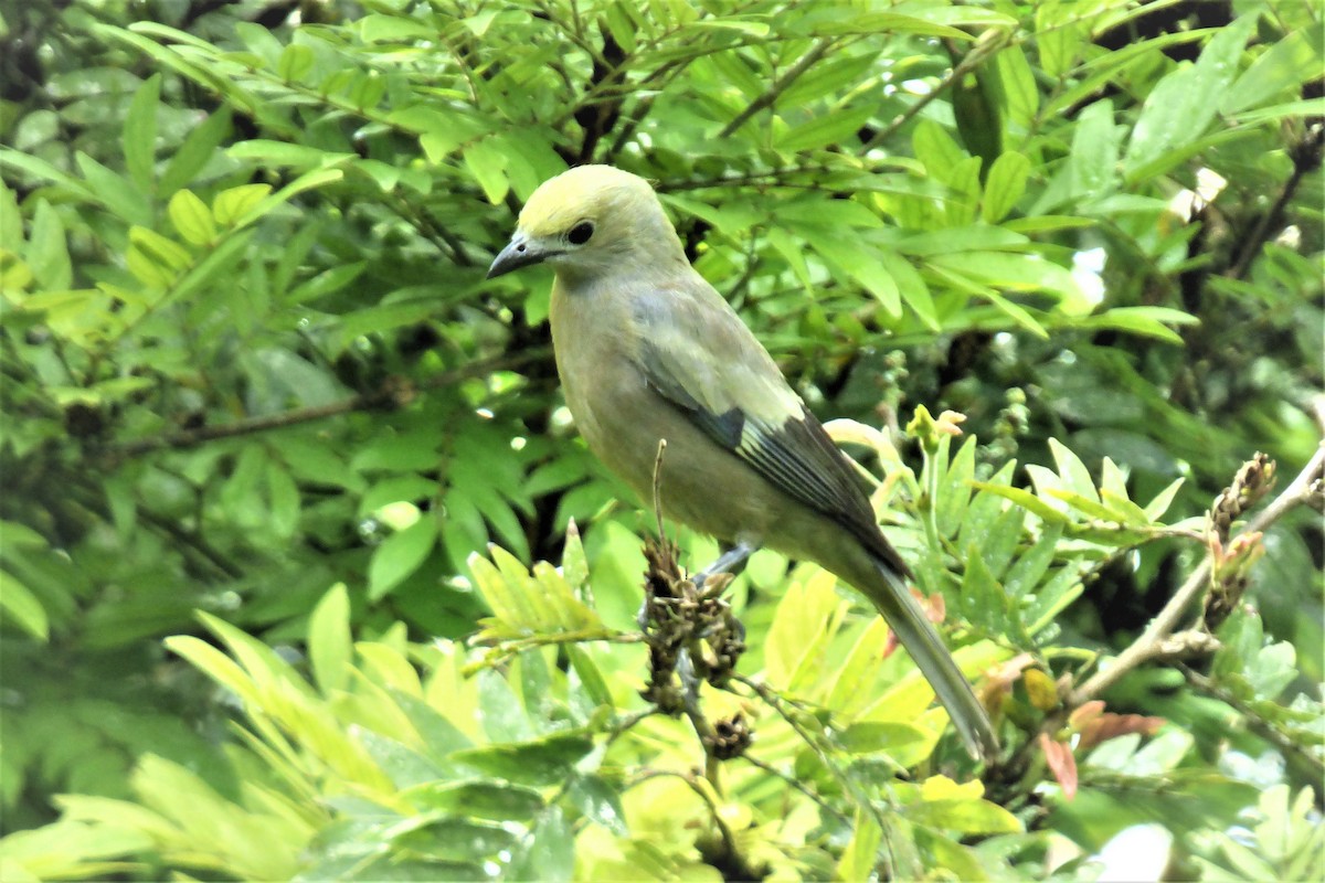 Palm Tanager - ML635637984