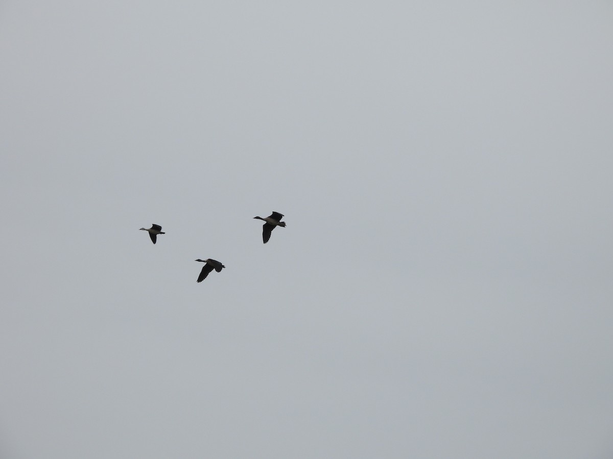 Comb Duck - ML635637986