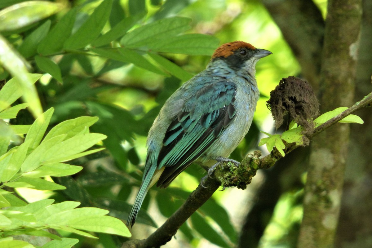 Scrub Tanager - ML635638076