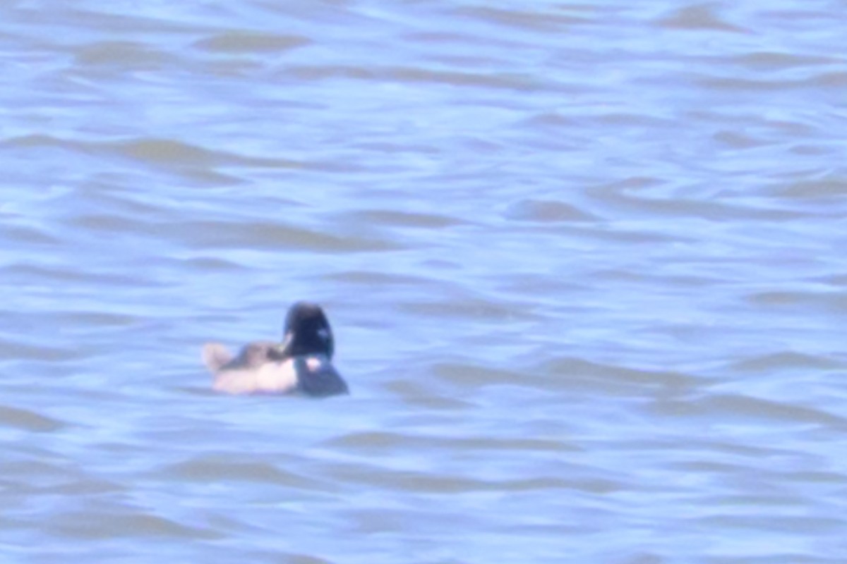 Bufflehead - ML635638136
