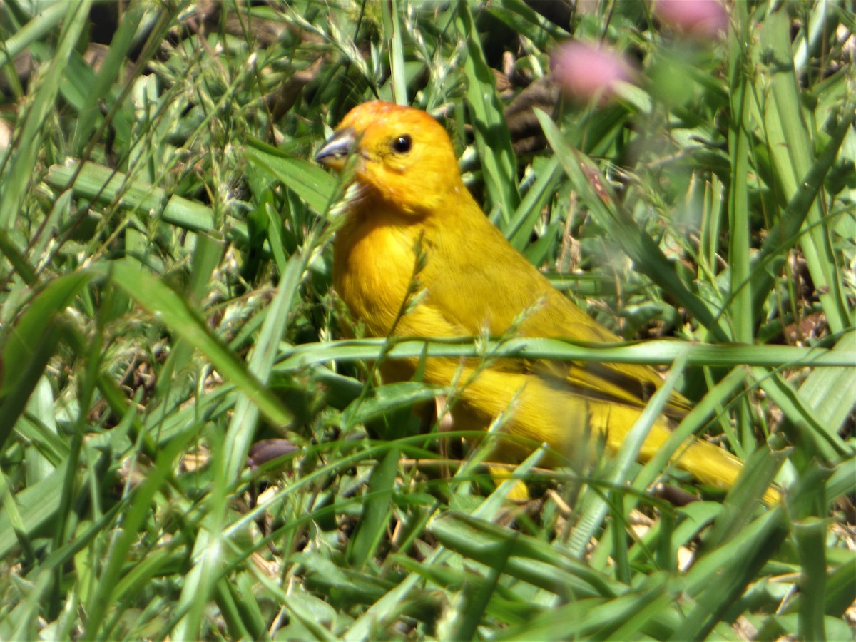 Saffron Finch - ML635638241