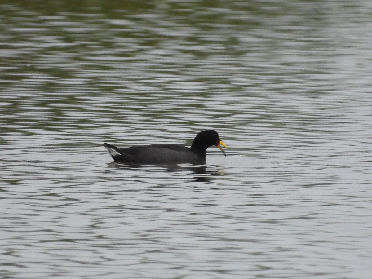 Red-fronted Coot - ML635638246