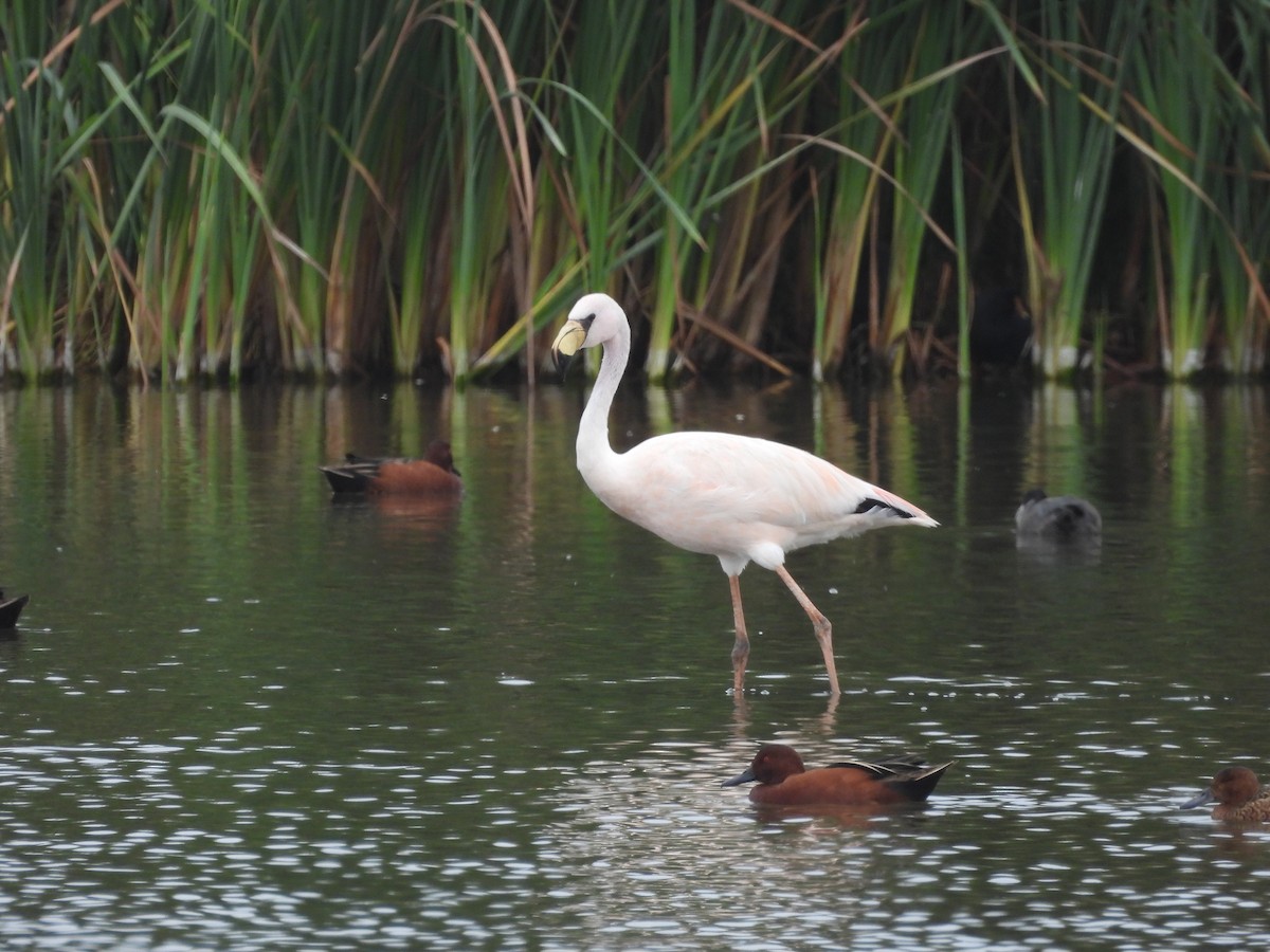 James's Flamingo - ML635638295
