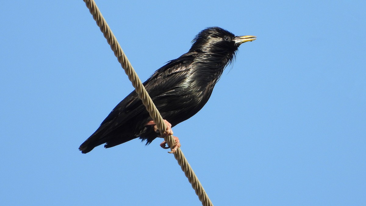Spotless Starling - ML635638324