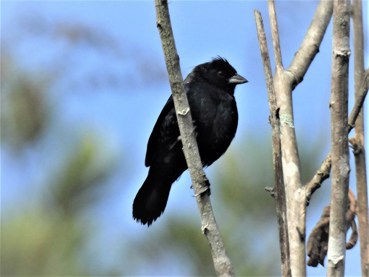 Blue-black Grassquit - ML635638325