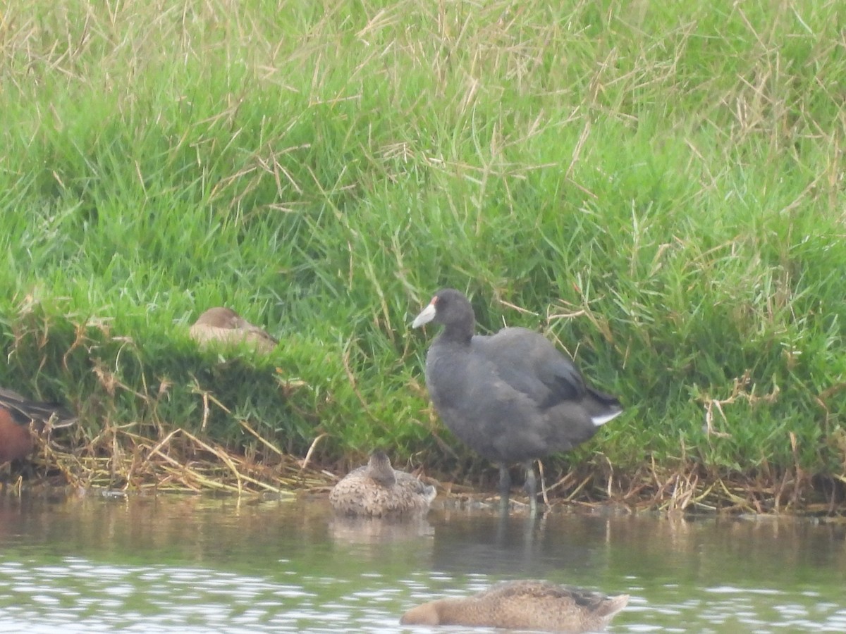 Slate-colored Coot - ML635638355