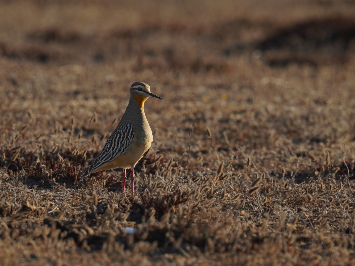 Tawny-throated Dotterel - ML635638367