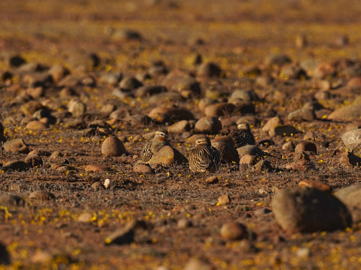 Tawny-throated Dotterel - ML635638376