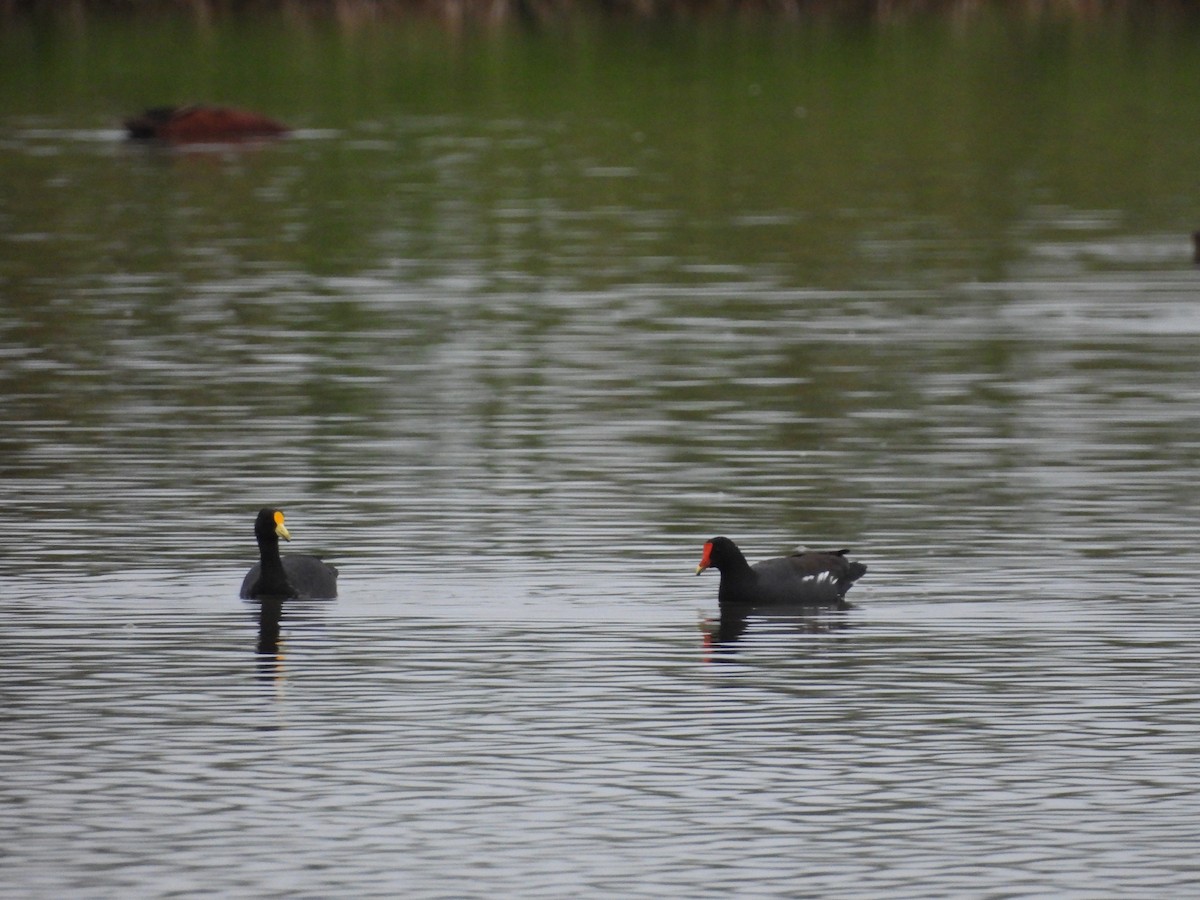 White-winged Coot - ML635638440