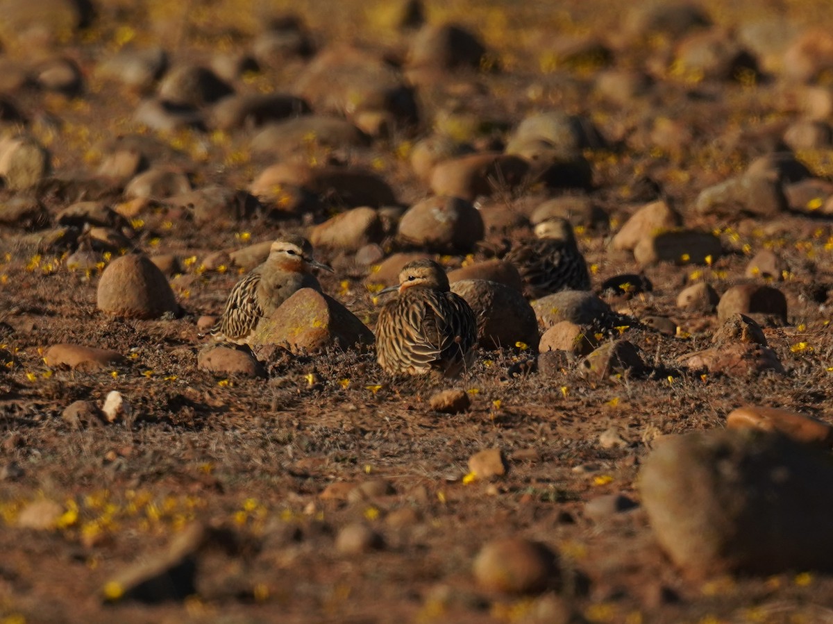 Tawny-throated Dotterel - ML635638442