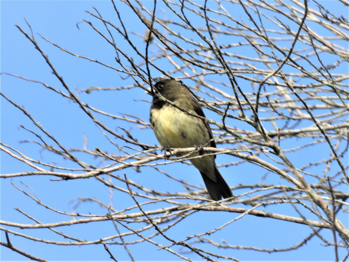 Yellow-bellied Seedeater - ML635638564