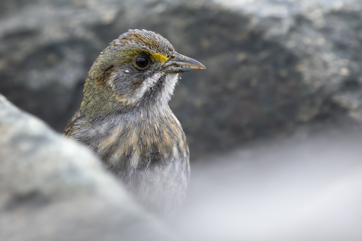 Seaside Sparrow - ML635638565