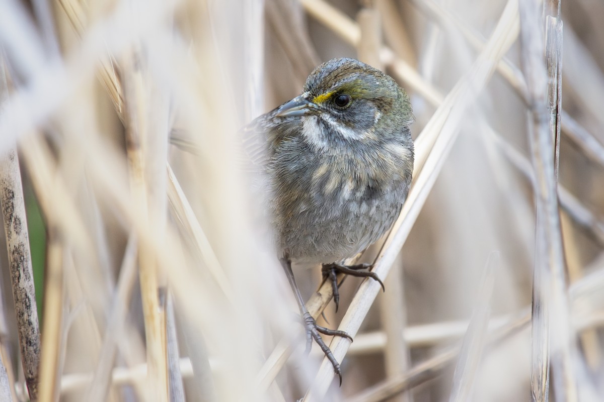 Seaside Sparrow - ML635638586
