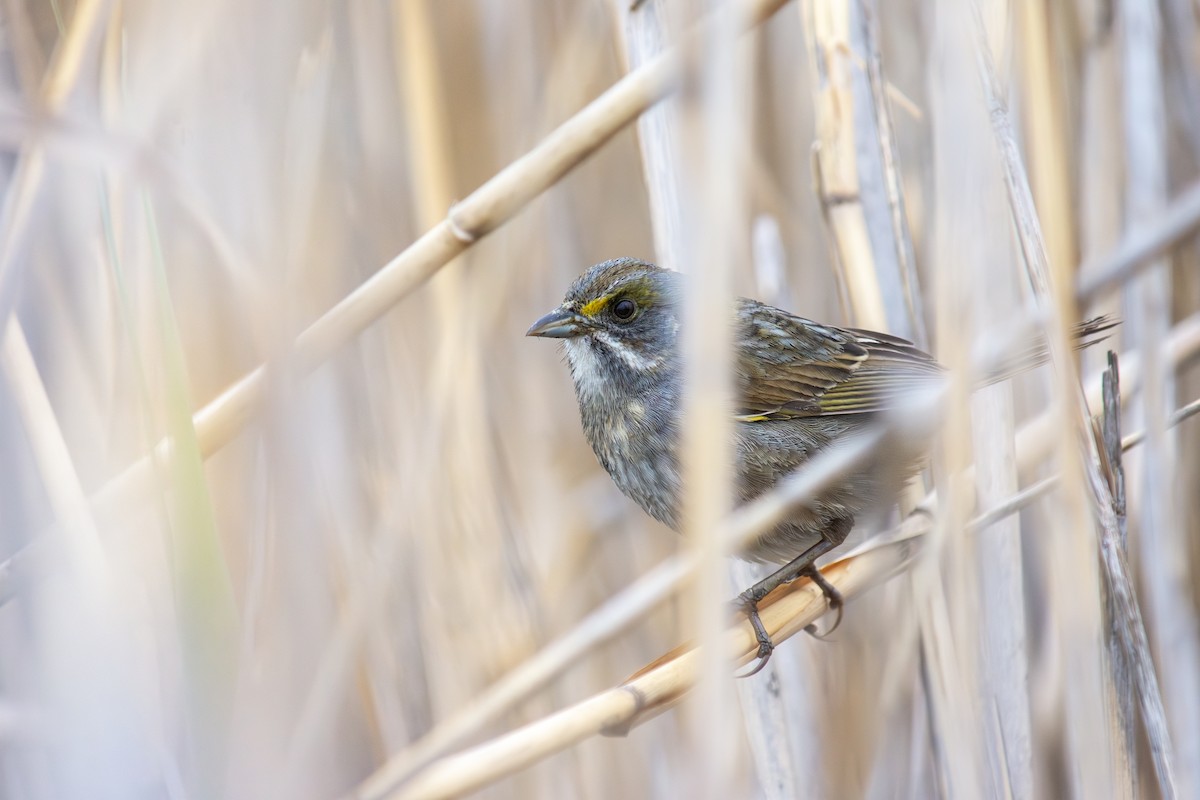 Seaside Sparrow - ML635638594