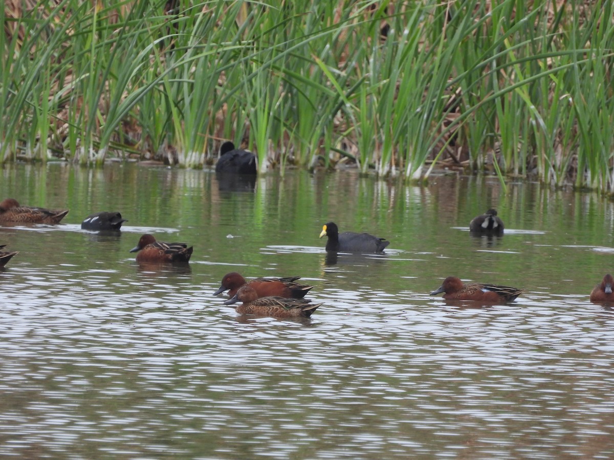 White-winged Coot - ML635638597