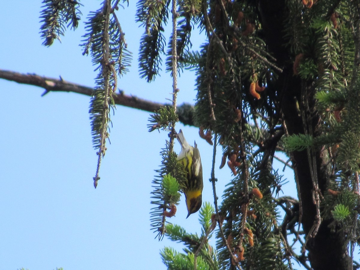 Cape May Warbler - ML635638609