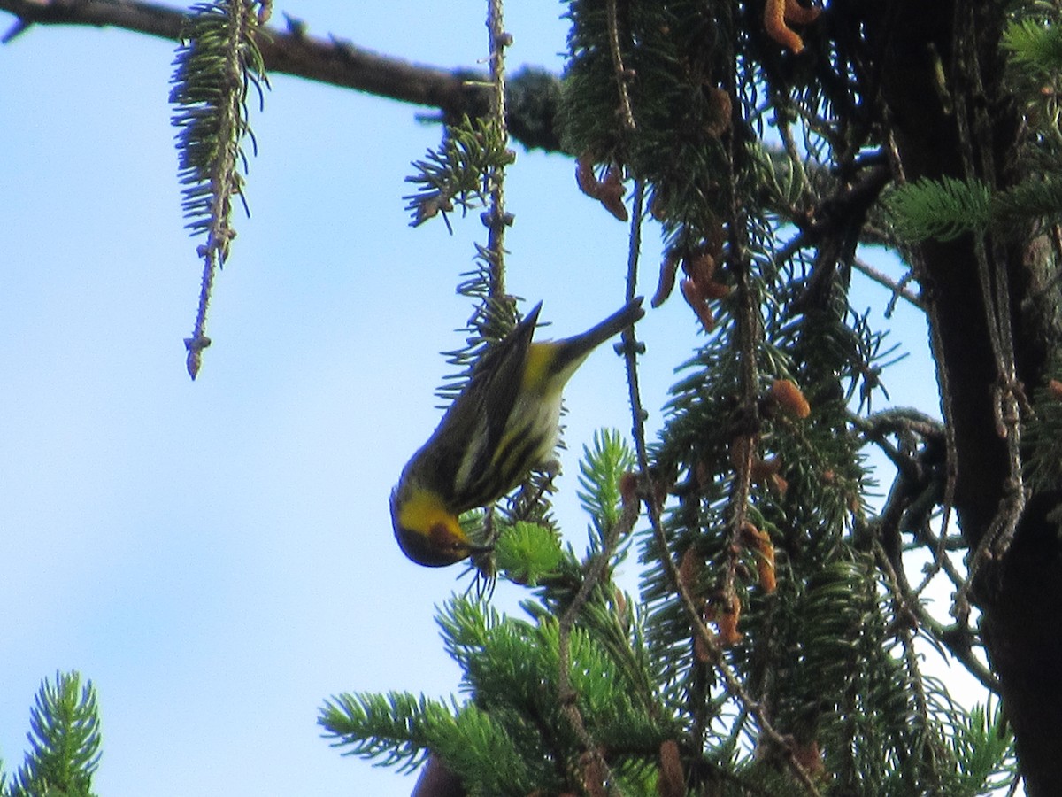 Cape May Warbler - ML635638610