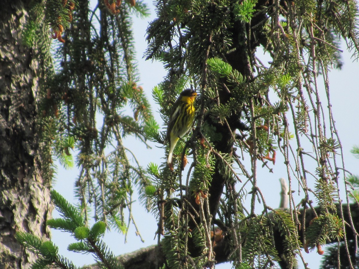 Cape May Warbler - ML635638611