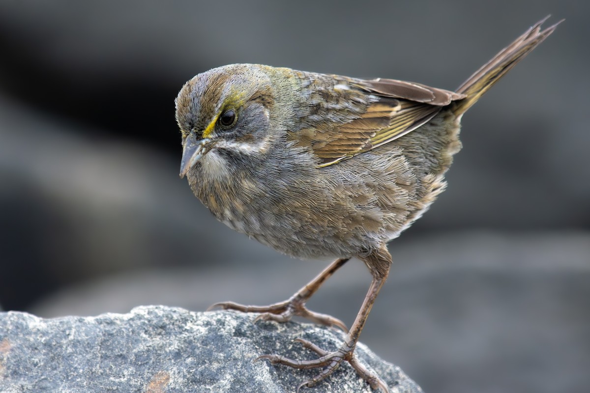 Seaside Sparrow - ML635638612